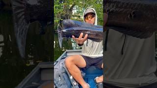 Fishing for big snakeheads in South Florida #topwater