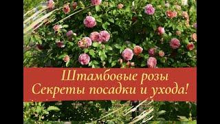 Штамбовые розы. Секреты посадки и ухода