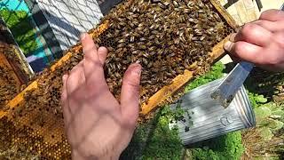 Hive Inspection Jan 27 2019 by Karen Avetisyan