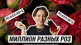 АРОМАТЫ С РОЗОЙ ИЛИ МИЛЛИОН РАЗНЫХ РОЗ В ПАРФЮМЕРИИ