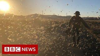 The farmers hunting down swarms of locusts - BBC News