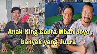 anakan King Cobra Mbah Joy0