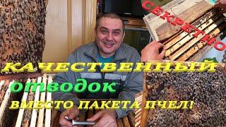 КАК СДЕЛАТЬ ОТВОДОК ПЧЁЛ И НЕ ПОКУПАТЬ ДОРОГИЕ ПЧЕЛО-ПАКЕТЫ! ДЕЛАЮ БЕЗПЛАТНО СЕМЬЮ ПЧЁЛ ВЕСНОЙ..!