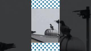 Pigeon video # funny pigeon video # birds video # dancing pigeon video # shorts # yt shorts