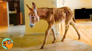 Donkey Moves Into Woman's House To Drink From The Sink! | Cuddle Buddies