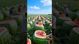 Let's taste the sweet watermelon together#farm #farming #fruit #satisfying #farmer #nature