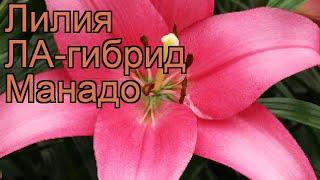 Лилия ла-гибрид Манадо (lilium la-hybrids manado)  Манадо обзор: как сажать, луковицы лилии Манадо