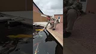 Hand feeding time for koi fish