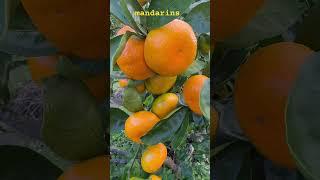 our #yummy  #mandarins #goldenhour#nz #thanksforwatching