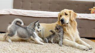 Golden Retriever is Shocked by the First Meeting of a Husky Puppy and a Kitten!!