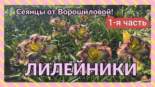 Сеянцы лилейников Ворошиловой. Часть 1 / Сад Ворошиловой