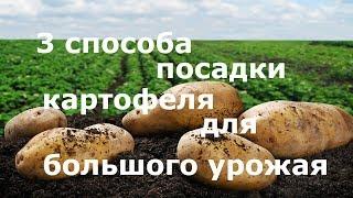 3 способа посадки картофеля для большого урожая!