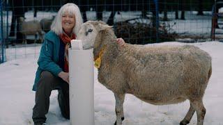 The BEST Solution for Watering Livestock Over Winter