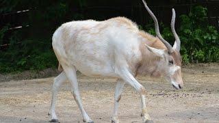 Addax - Quick Facts