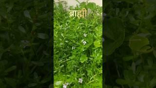Bhramhi plant #dravyaguna #ayurveda #bharmhi#2ndproff#medhya#dravya#nature#