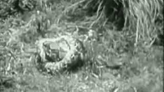 Python attacks leopard