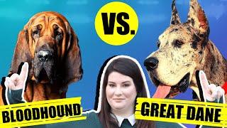 BLOODHOUND VS GREAT DANE