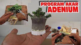 How to Make an Adenium Plant Root Program. Desert Rose Bonsai