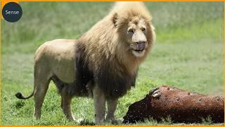 Craziest Lion Attacks Ever Filmed | Real Animal Fights Compilation