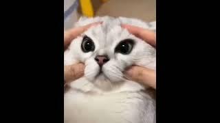 Funniest Videos 2023  Funny Cats  #cute #cat #funnyvideos  #trynottolaugh #cutezoo #funnymoments