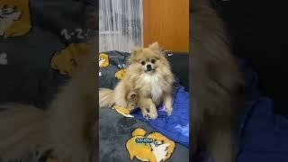 Я не ТВОЯ МАМА #pomeranian #шпиц #померанскийшпиц #немецкийшпиц #смешныеживотные #шпицы