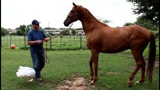 Working With Fearful Horse Named Chili - First Time - Part 1 of 5