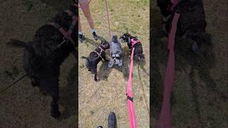 All the Miniature Schnauzers
