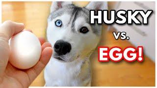 HUSKY DOES THE EGG CHALLENGE! | Raw vs. Cooked Eggs for Dogs