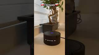 Будет ли работать Яндекс Алиса в Израиле, Польше и ОАЭ?