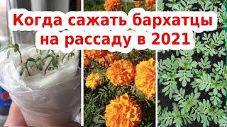 Когда сажать бархатцы на рассаду в 2021