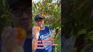 Pinoy Life in NZ: Pitas at kagat sa prutas na Persimmon