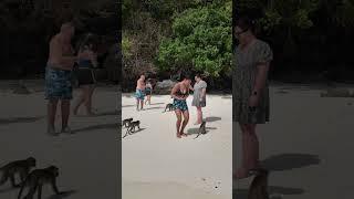 Girl Squats Down to Pet Monkey as Another Jumps on Her Back and Bites Her