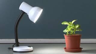 Practical 20.5 Investigation of the need for chlorophyll in photosynthesis