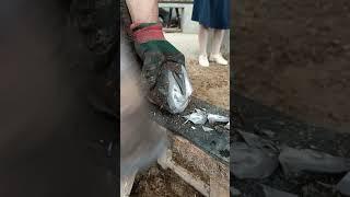 Amazing Video/A neat cut on the horse's hooves,#Satisfying #short