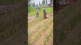 cara unik penyemprotan lahan pertanian #shorts