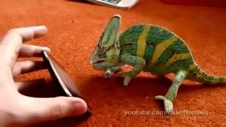 Chameleon was frightened by iphone (what he saw.mp4