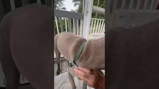 Walk your dog with love