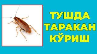 Туш табири  - Тушда Таракан куриш