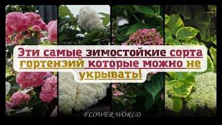 Эти самые зимостойкие сорта гортензий которые можно не укрывать!