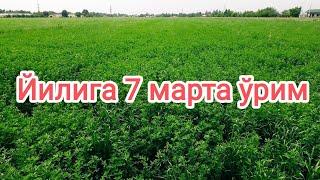 Беда люцерно alfalfa. Телеграм  АГРОНОМ_ОТАБЕК (+99833) 011 22 11.