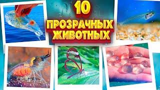 ТОП 10 Поразительных прозрачных животных | ТОП 10 ПРОЗРАЧНЫХ ЖИВЫХ СУЩЕСТВ