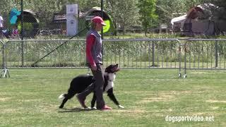 Selection - Galina Fedorova + Wonder Westspacy / Border Collie