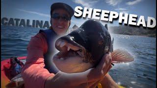 Sheephead Catch and Cook