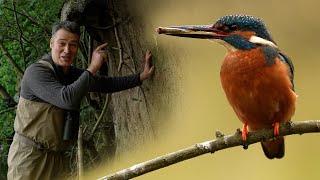 Kingfishers Raise Chicks in Home Built Specially For Them | 4K | Discover Wildlife | Robert E Fuller