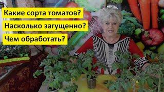 Пора сеять томаты для выращивания в холодных тоннелях на продажу! Все подробности посева.