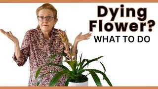 DYING BROMELIAD FLOWERS? 3 Key Tips & What You Need To Do