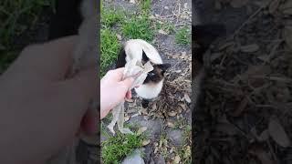 Siamese cats cute reaction to snake skin #shorts