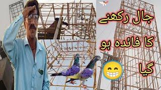 آج ناصر نے 10 کبوتر پکڑے  - Apna Shok apni pachan - Nasir pigeon club