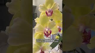 Frustrated with orchid growing?