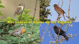 Reconocer el Canto de los Pájaros. Video de Práctica para Principiantes, Nueva Versión